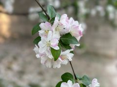 -海棠花溪(元大都城垣遗址公园)