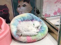 -糯米喵星人总部直营旗舰店·猫舍·幼猫出售
