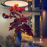 真的在广州！不在京都👘🪭