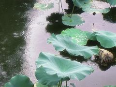 -水绘园