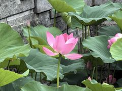 -葛仙湖公园