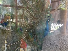 -南宫五洲植物乐园