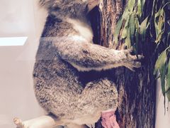 -墨尔本博物馆(Melbourne Museum)