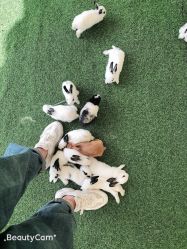 -萌宠亲子动物乐园(槐房万达店)