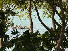 -金鸡湖桃花岛