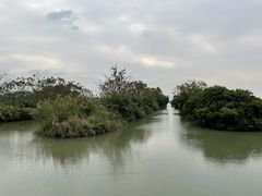 -大湾区中央湿地公园