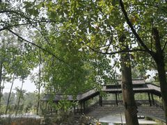 -合肥滨湖国家森林公园