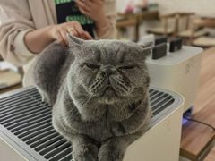 -平行世界·猫咖(首经贸店)