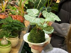 -双季花艺园艺市场(浦东店)