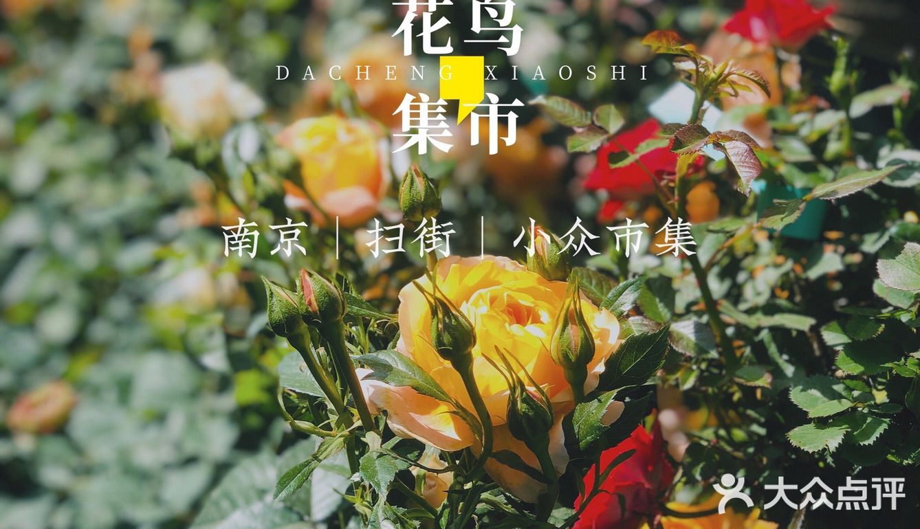 南京扫街系列｜来逛逛南京鲜有人知的宝藏花鸟市场吧