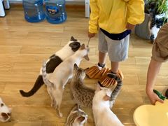 -Cappucimeow猫咪咖啡馆(韦伯时代店)
