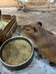 -Zoolung Zoolung动物主题公园(海信广场店)