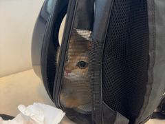 -宠颐生汉谟拉比宠物医院
