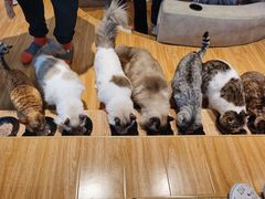 -啵啵喵·猫咖(攀华国际店)