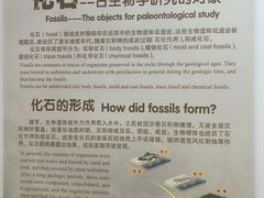 -辽宁古生物博物馆