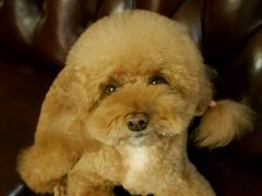 -多卡布奇宠物生活馆(上林世家店)