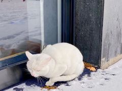-喵百万·布偶·蓝金金渐层英短·猫舍(百子湾店)