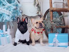 -超宠爱宠物摄影-Super pet