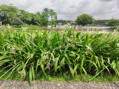 -松山湖南湖湾露营营地