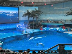 -海合安成都极地海洋公园