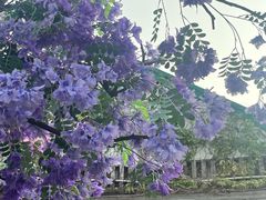 -Lamant Manor已闻花名关於蓝