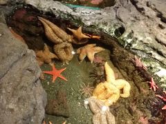 -西雅图水族馆