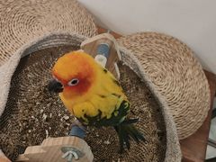 -吉丁鸟咖·异宠·寄养