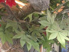 -老广酒楼(樱花店)