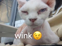 -喵的天空名猫咖啡馆·撸猫·猫舍·用品