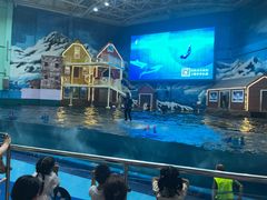 -西安曲江海洋极地公园