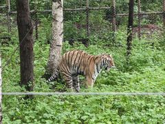 -哈尔滨北方森林动物园