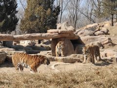 -北京野生动物园