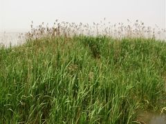 -瀛洲公园
