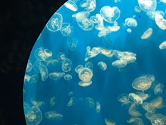 -成都浩海立方海洋公园