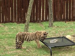 -西霞口神雕山野生动物世界