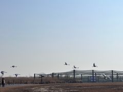 -盐城丹顶鹤湿地生态旅游区