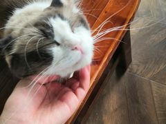 -蓝鲸·缅因猫舍
