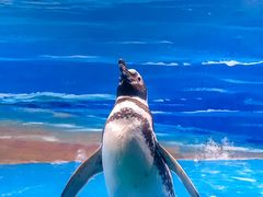 -青岛海底世界-水族馆