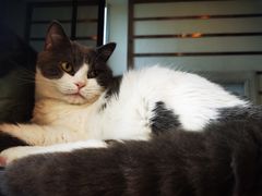-Catmate·猫肥家润(金润铂宫店)