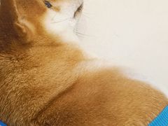 -怪兽屋·羊驼·猫咖·狗咖(俊华广场店)