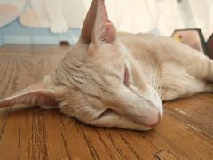 -猫小院猫主题咖啡厅(北锣店)