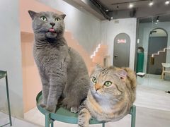 -猫儿山۰猫主题餐厅