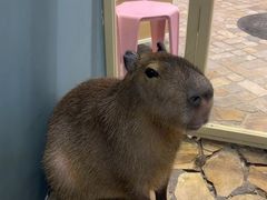 -Honey Bacca 哈尼芭卡高端萌宠(朝阳大悦城店)