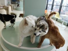 -怪兽屋·羊驼·猫咖·狗咖(俊华广场店)