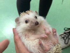 -藦茜花园宠物主题亲子互动体验馆(国顺东路店)