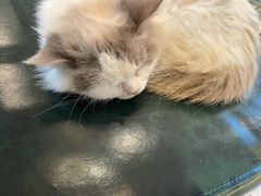 -喵喵咪呀布偶猫咖(春熙路店)