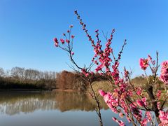 -上海海湾国家森林公园