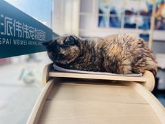 -伟伟宠物医院·瑞派猫友好医院·猫科(光谷店)