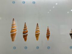 -青岛贝壳博物馆