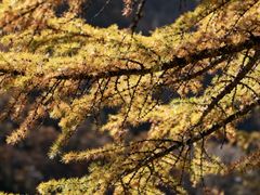 -青峰峡国家森林公园